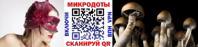 купить наркоту  Павловск  Псилоцибиновые грибы мицелий 